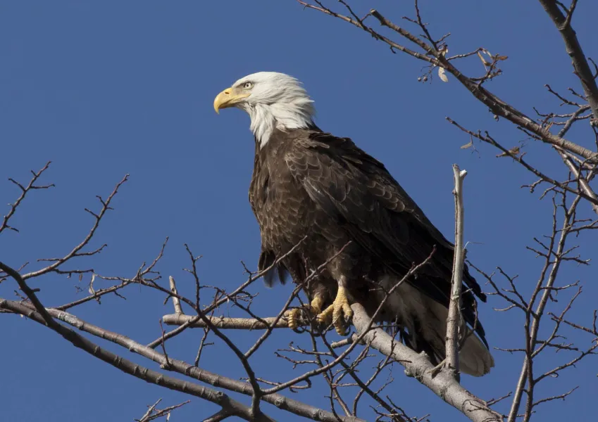 American Bald Eagle American Bald Eagle