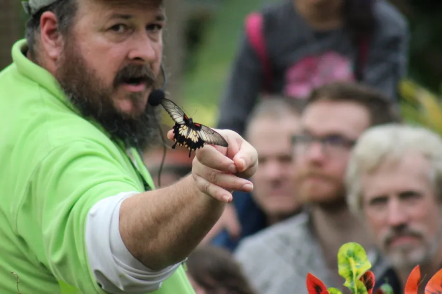 Butterfly release Butterfly release