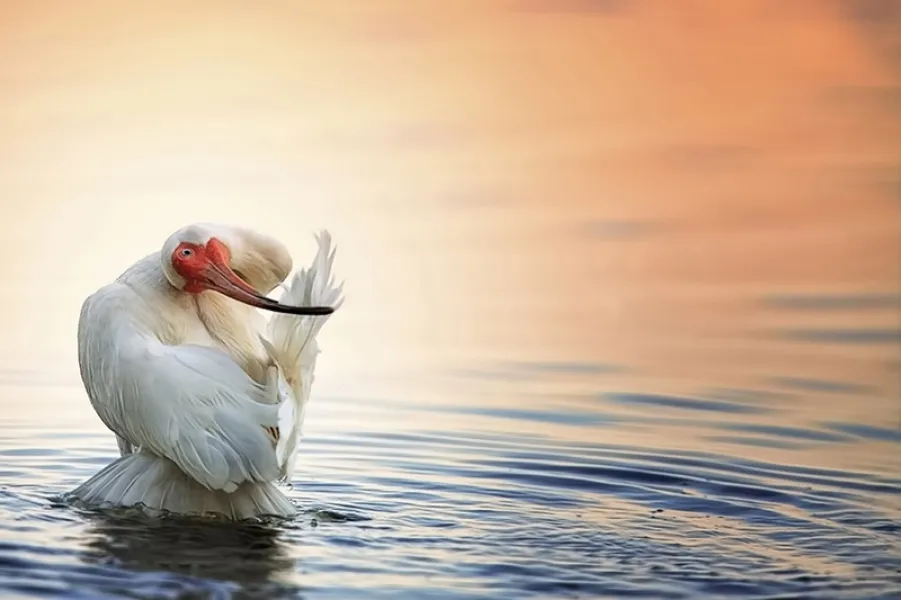 Feather Iron Feather Iron