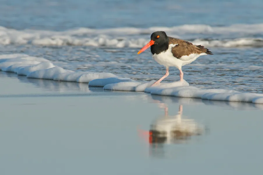Oystercatcher in the surf Oystercatcher in the surf