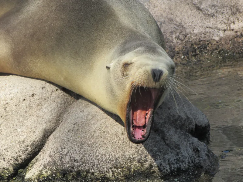 Mid Day Yawn Mid Day Yawn