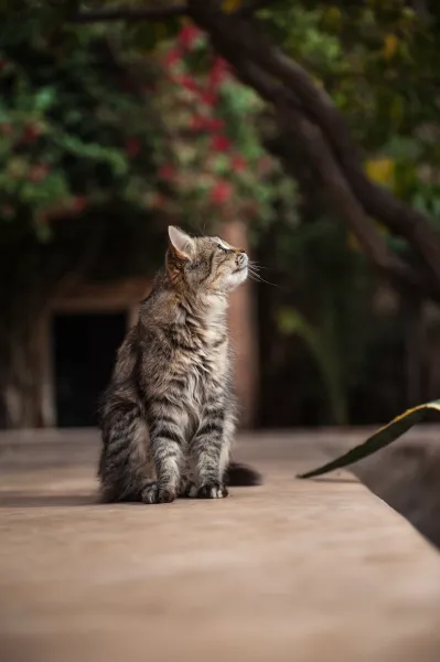 Cat life Cat life