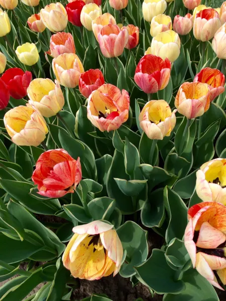 Pure Spring Pure Spring