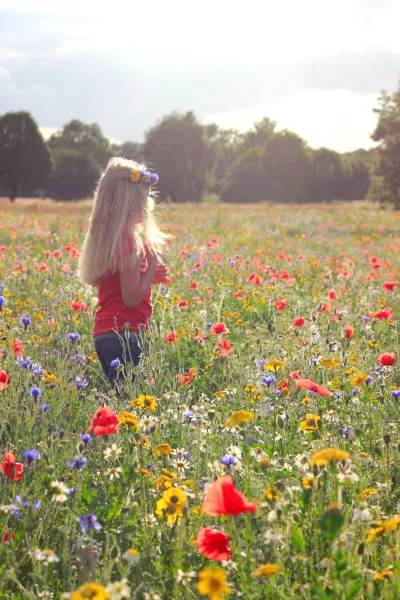 Amongst the Wildflowers Amongst the Wildflowers