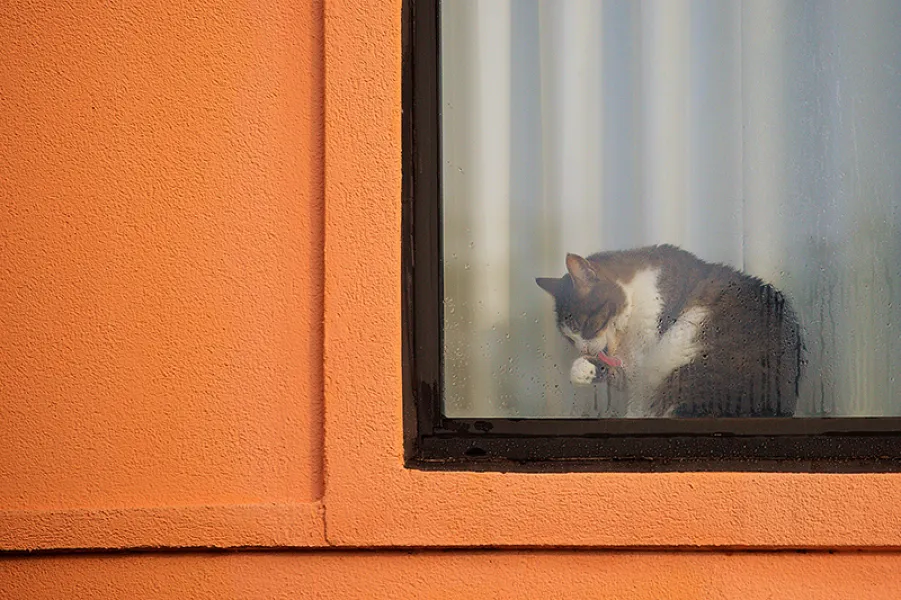 Window Clean Up Window Clean Up