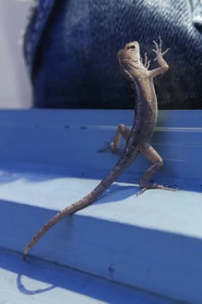 Window Shopping Window Shopping