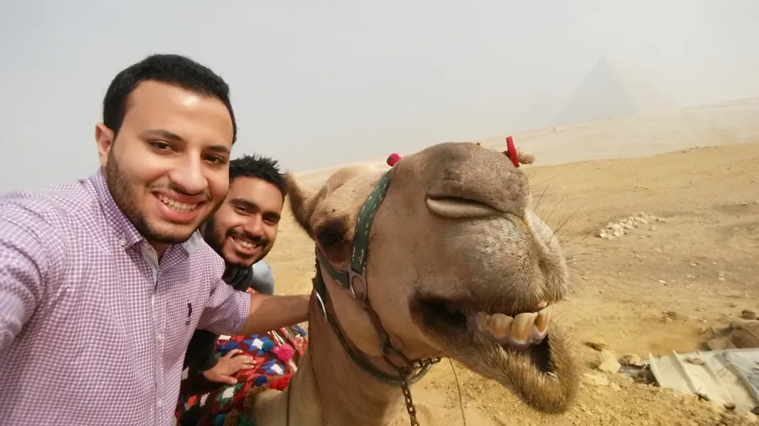 Smiling Camel Smiling Camel