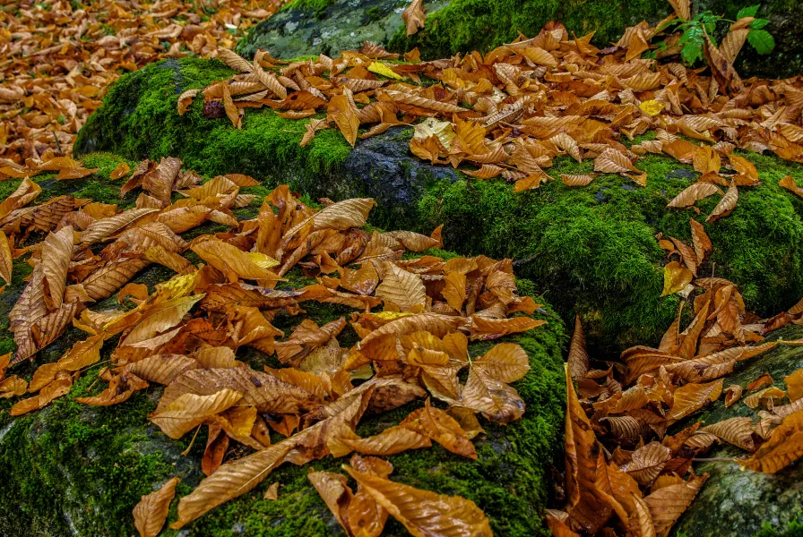 Leaves on Moss Leaves on Moss