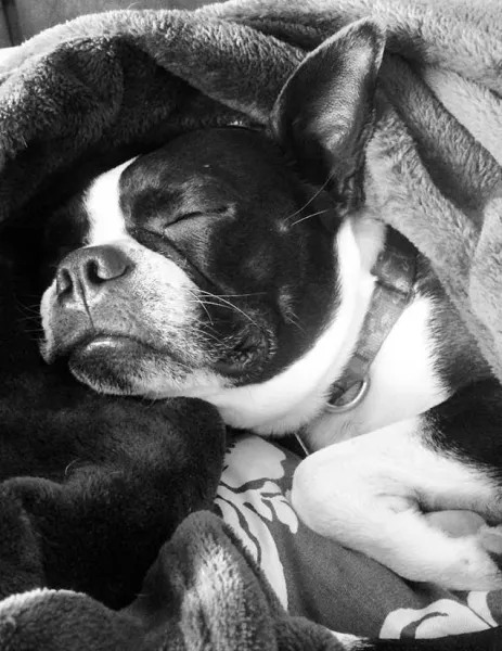 Snug as a bug Snug as a bug