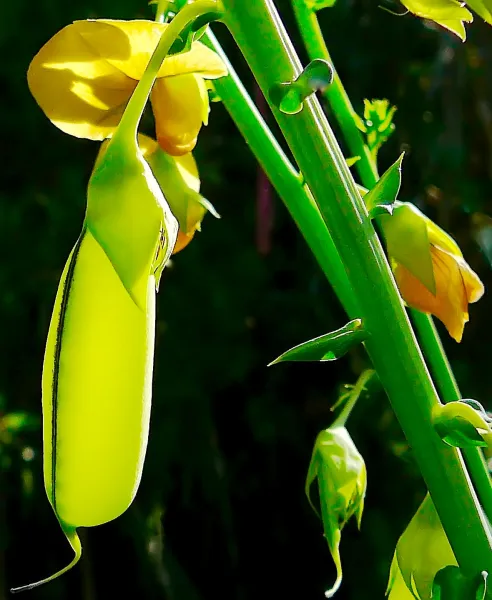 Seedpod in Sunlight Seedpod in Sunlight