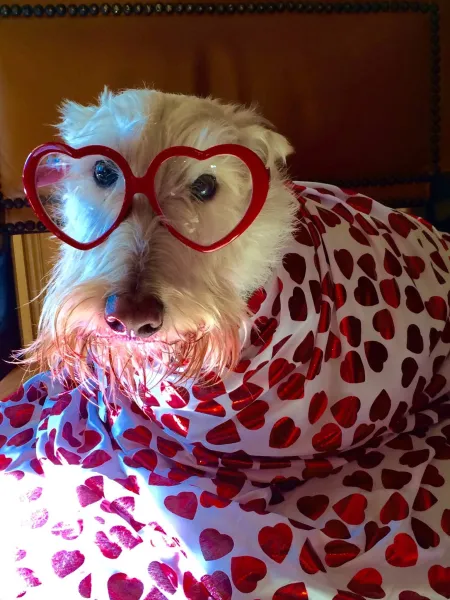 Valentines Dog Valentines Dog