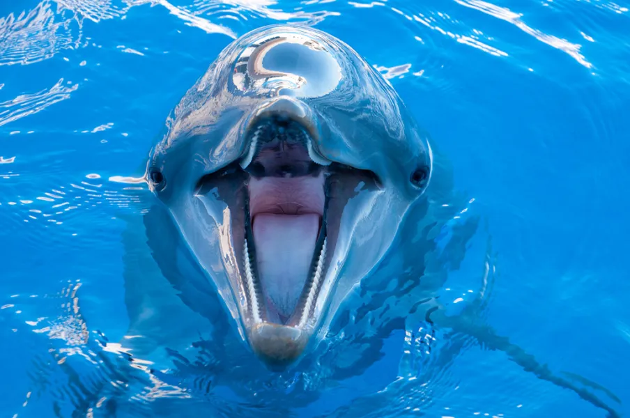 Friendly Dolphin Friendly Dolphin