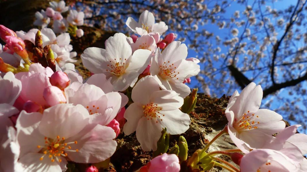 blossom and blue blossom and blue