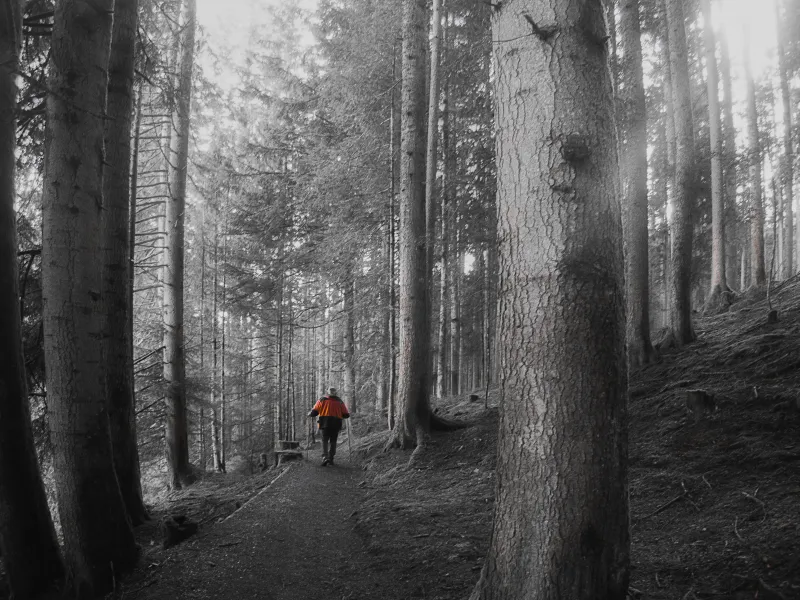 Forest Walk Forest Walk