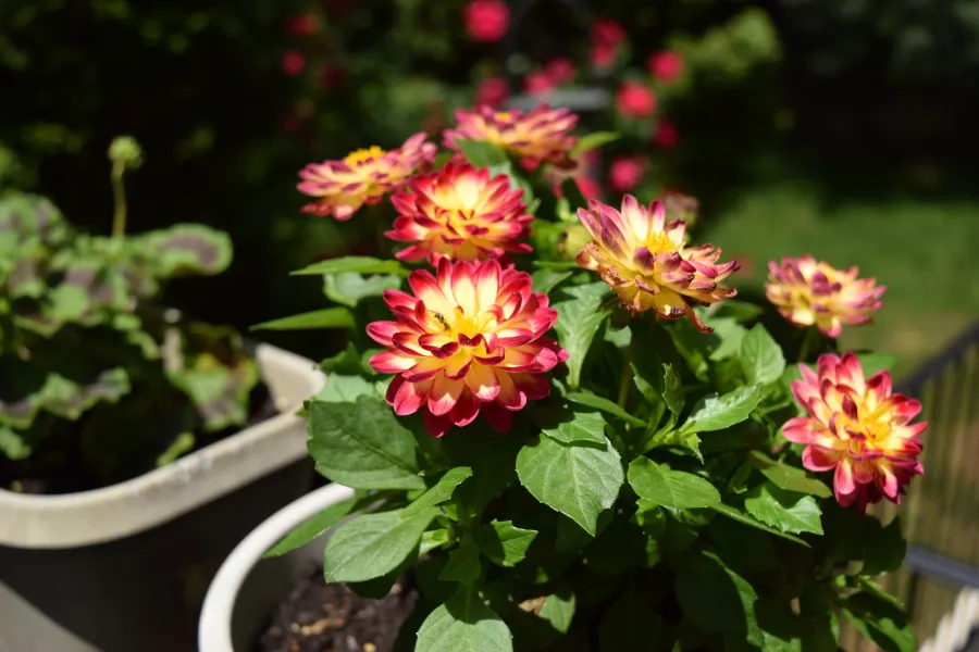 In Bloom In Bloom