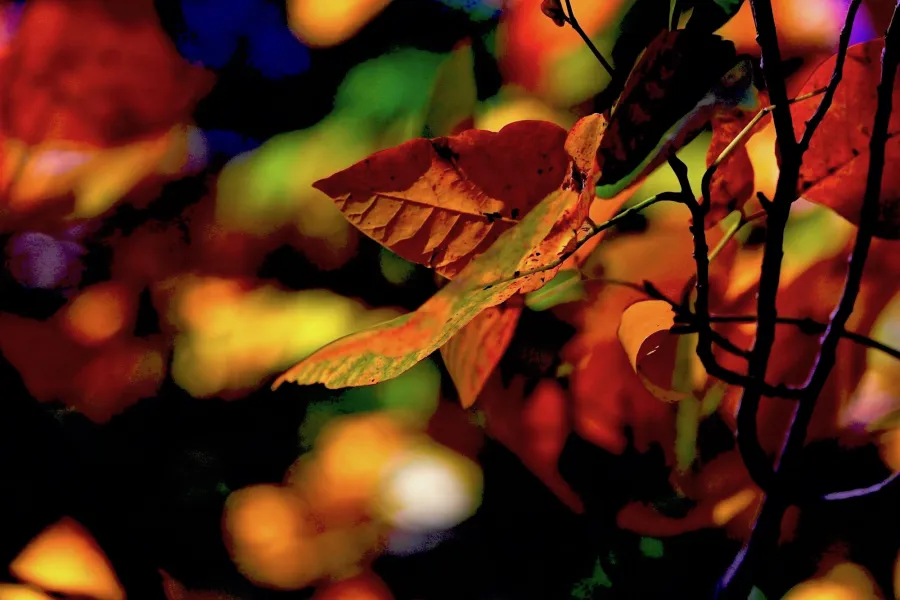 Fall's Warmth Fall's Warmth