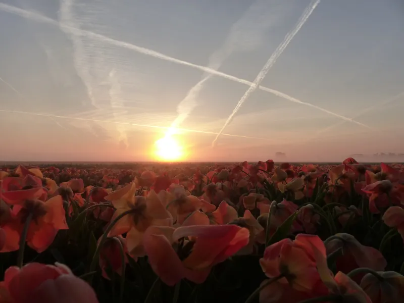 sunset over a frozen field of flowerbulbs sunset over a frozen field of flowerbulbs