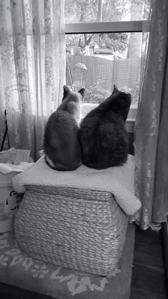 Sharing a Window Seat Sharing a Window Seat