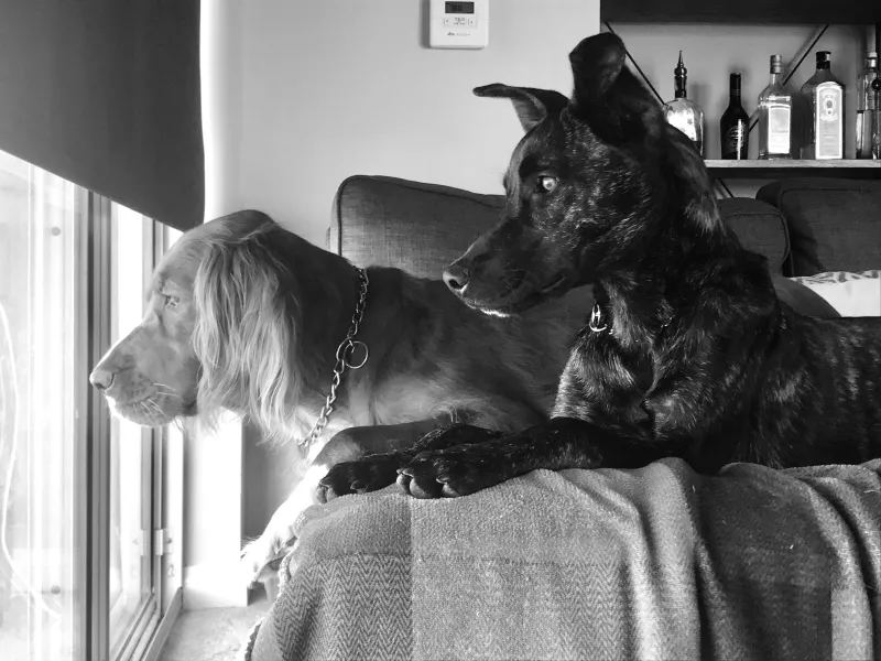 Curious instincts Curious instincts