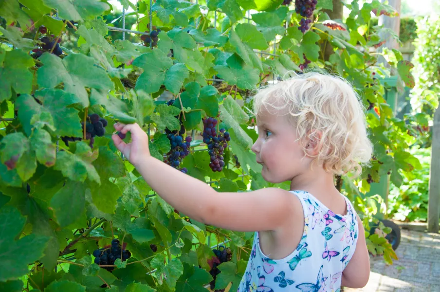 The grapes are delicious The grapes are delicious