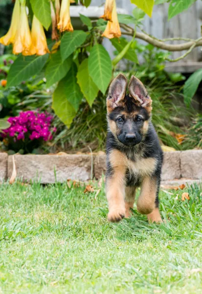 Puppy Puppy