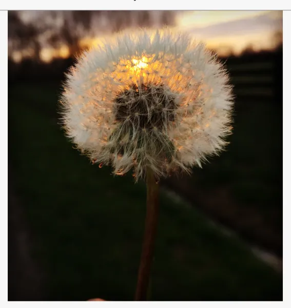 Wish Wish