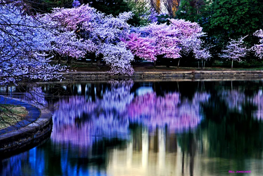 Cherry blossom reflections Cherry blossom reflections
