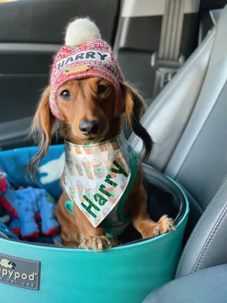 Where's my Puppachino? Where's my Puppachino?
