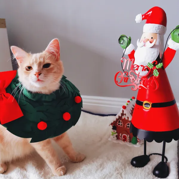 My hooman saying that I look adorable ❤️ My hooman saying that I look adorable ❤️