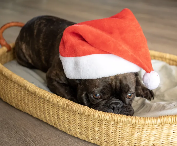 Stay calm, it's almost Christmas Stay calm, it's almost Christmas