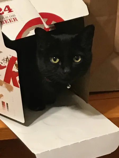 cats cats