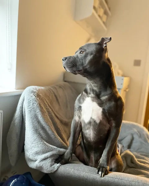 Just looking Just looking