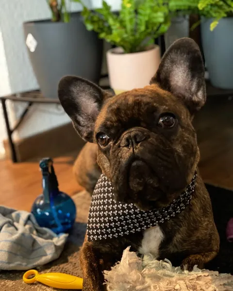 Putzteufel Putzteufel