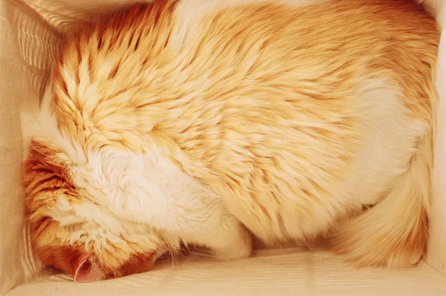 Ride or Die Ride or Die