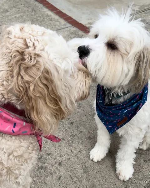 Unconditional love Unconditional love