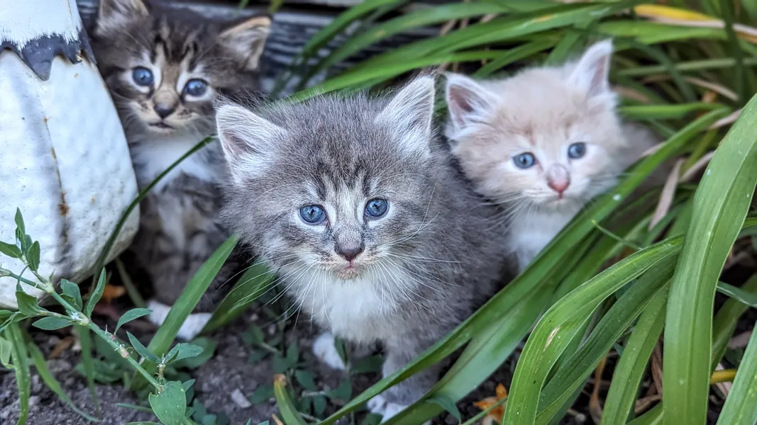 Adorable Adorable