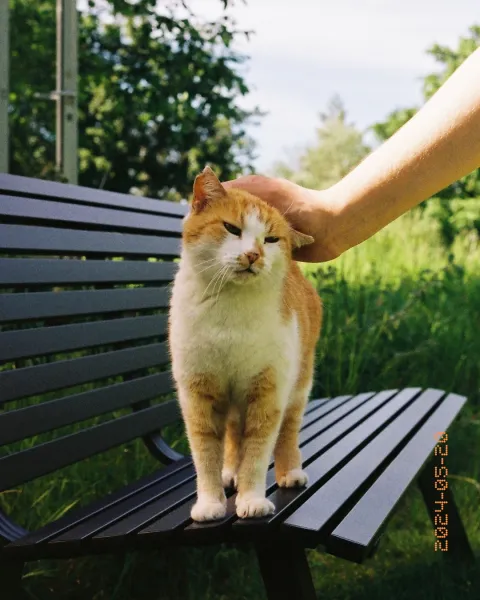 Evening Companions: Garden Bench Moments with a Cat
