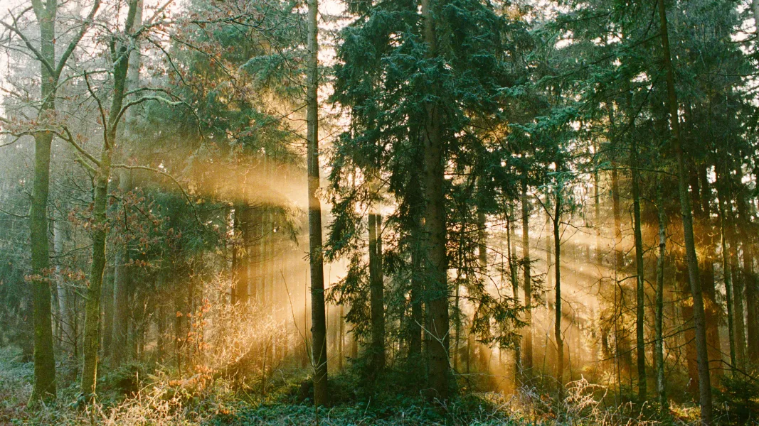 Golden hour lighting in misty forest on Kodak Ultramax