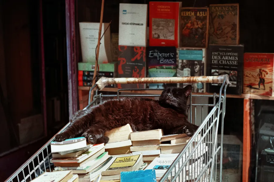 Cat sleeping on books.