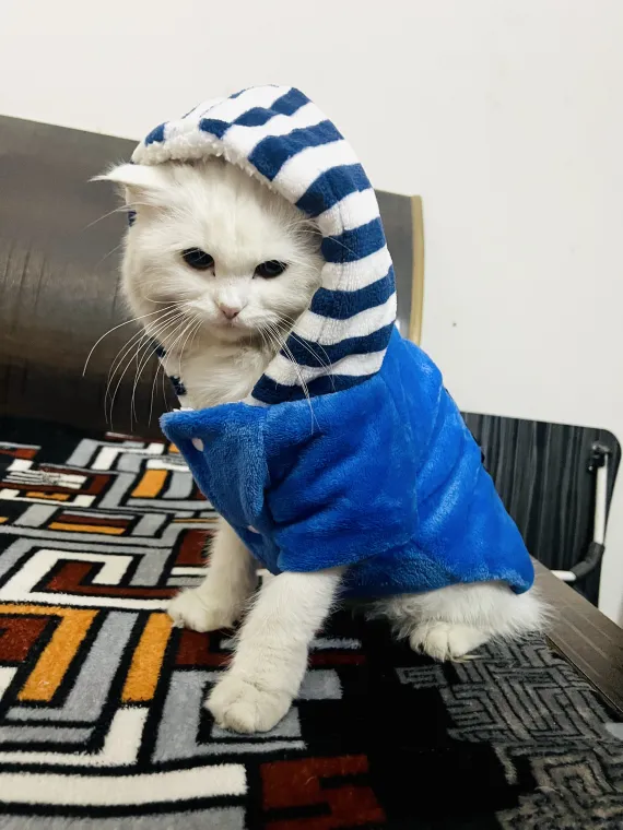 LEO LEO