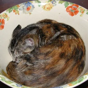 Kitty in a Bowl
