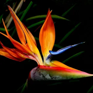 Bird of Paradise 