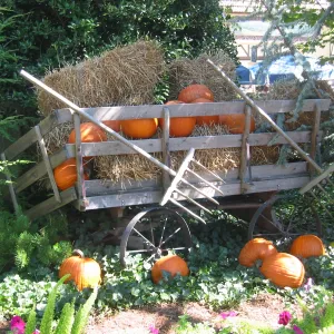 Busch Gardens: Fall Mode