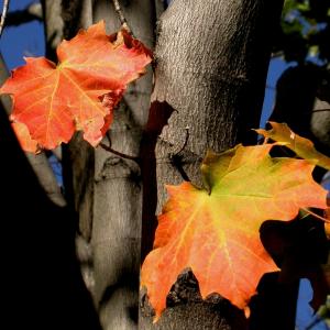 Autumn Leaves