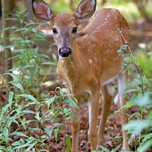 Young Deer