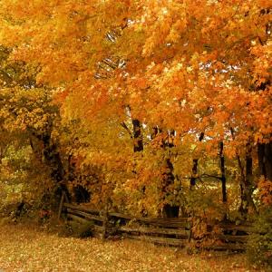 Autumn Colors