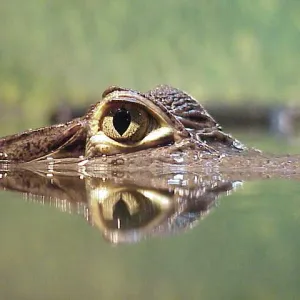 Gator Eye-2-Eye