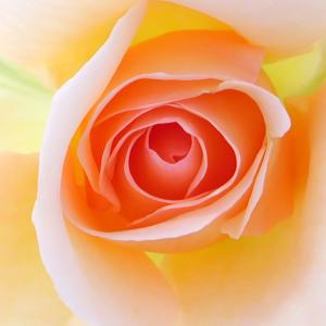Apricot Delight