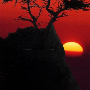 The Ghost Tree