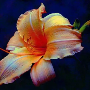 Day Lily from My Garden